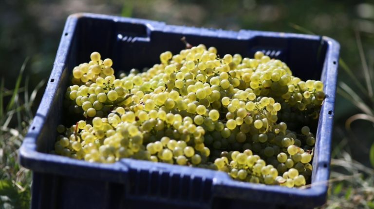 Фестиваль «Черноморская винная неделя» стартовал на Кубани